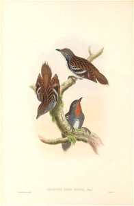 Orthonyx novaeguineae - The Birds of New Guinea
