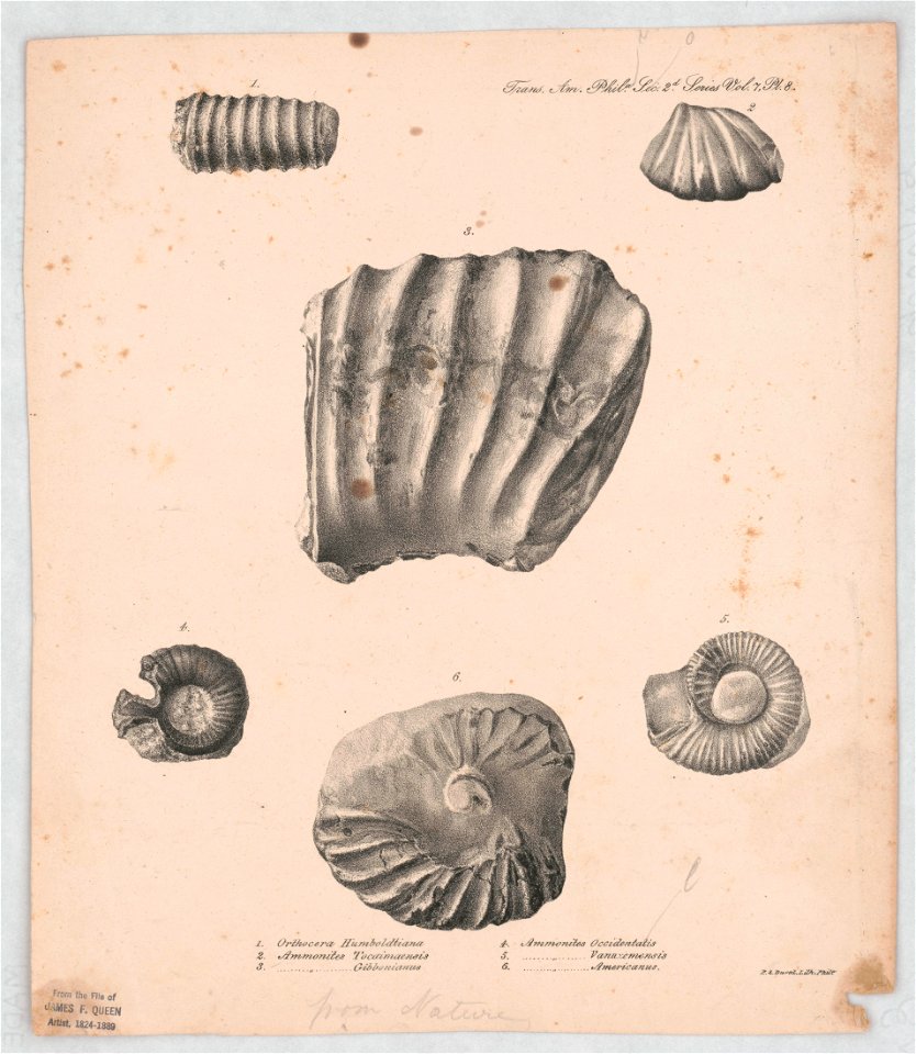 Orthocera Humboldtiana - P.S. Duval Lith. Phila. LCCN2014649305