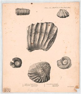 Orthocera Humboldtiana - P.S. Duval Lith. Phila. LCCN2014649305