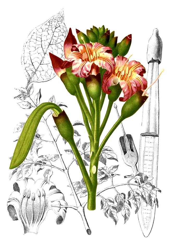 Oroxylum indicum Blanco1.219-cropped