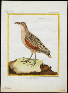 Ortygometra crex - 1700-1880 - Print - Iconographia Zoologica - Special Collections University of Amsterdam - UBA01 IZ17500077