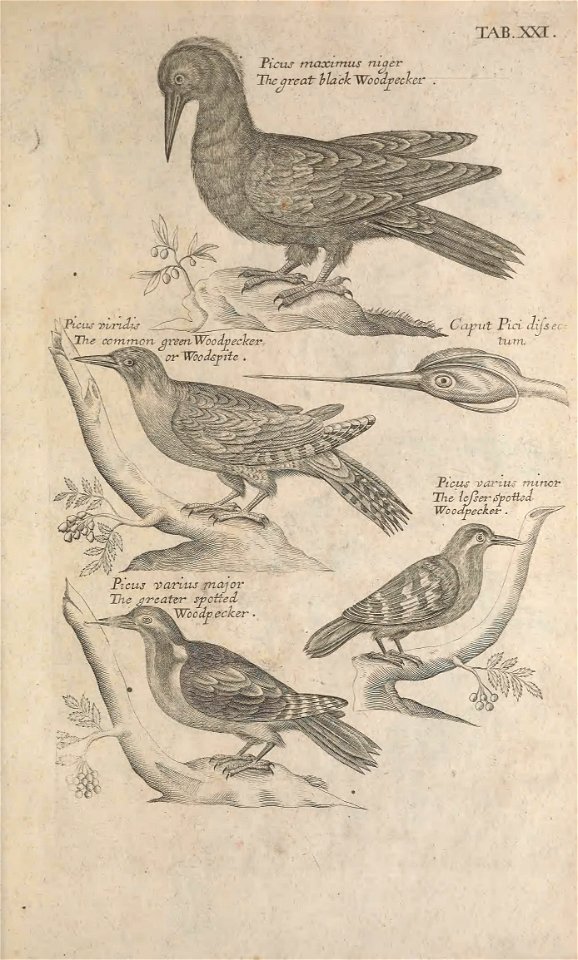 Ornithology tab 21