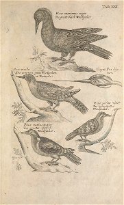 Ornithology tab 21