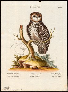 Nyctala funerea - 1700-1880 - Print - Iconographia Zoologica - Special Collections University of Amsterdam - UBA01 IZ18400217