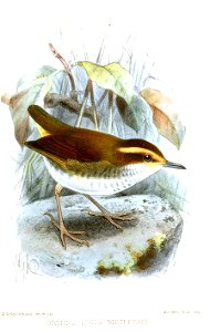 OrthnocichlaWhiteheadiKeulemans