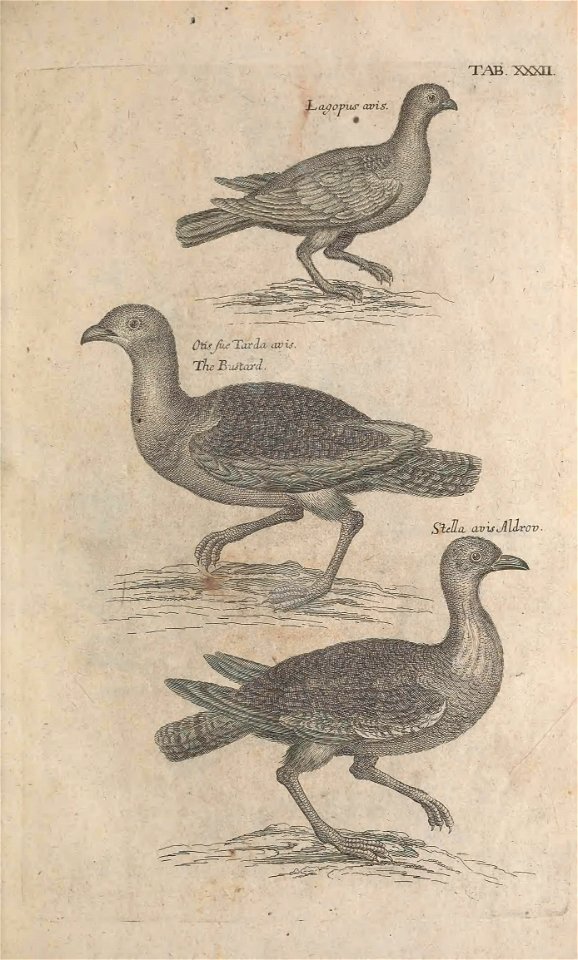 Ornithology tab 32