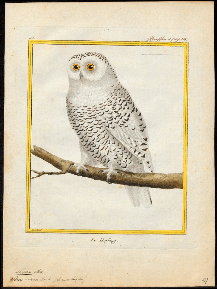 Nyctea nivea - 1700-1880 - Print - Iconographia Zoologica - Special Collections University of Amsterdam - UBA01 IZ18400013