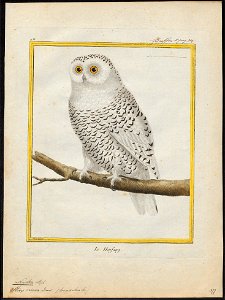 Nyctea nivea - 1700-1880 - Print - Iconographia Zoologica - Special Collections University of Amsterdam - UBA01 IZ18400013