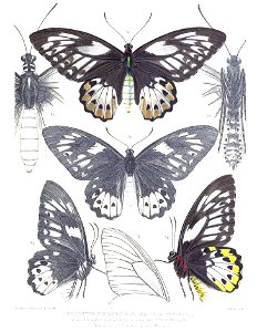 OrnithopteraPoseidon3Rippon