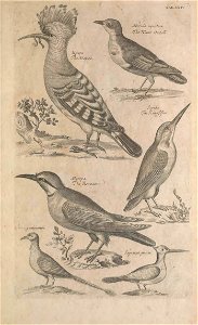 Ornithology tab 24