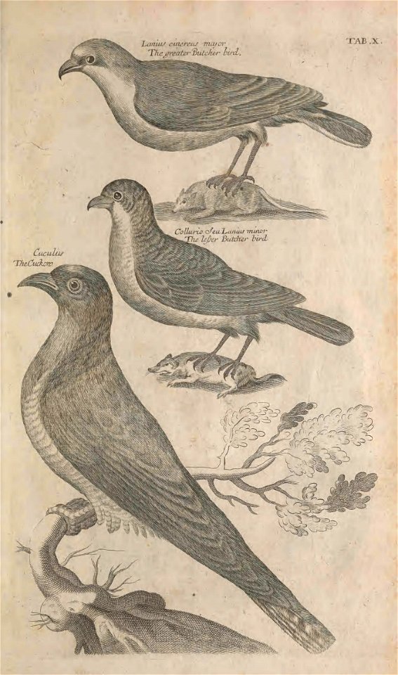 Ornithology tab 10