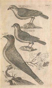 Ornithology tab 10