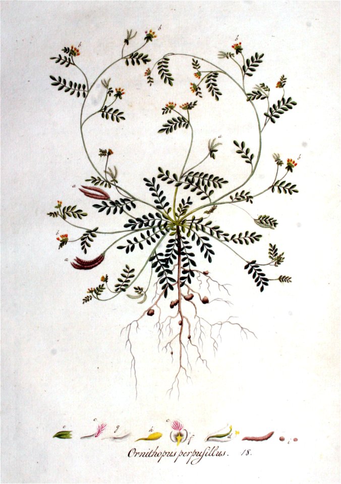 Ornithopus perpusillus — Flora Batava — Volume v1