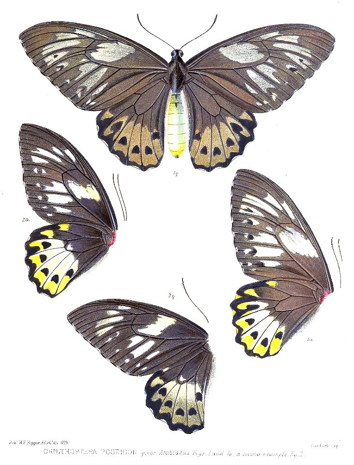 OrnithopteraPoseidon2Rippon