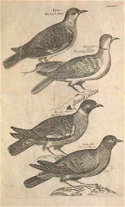 Ornithology tab 35
