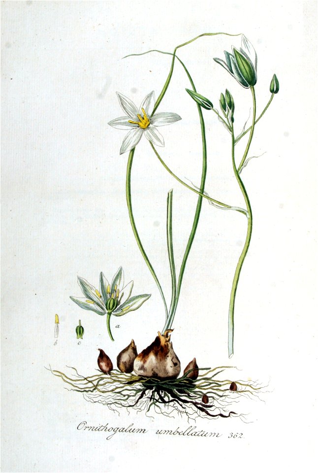 Ornithogalum umbellatum — Flora Batava — Volume v5