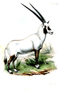 OryxBeatrixWolf