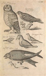 Ornithology tab 14