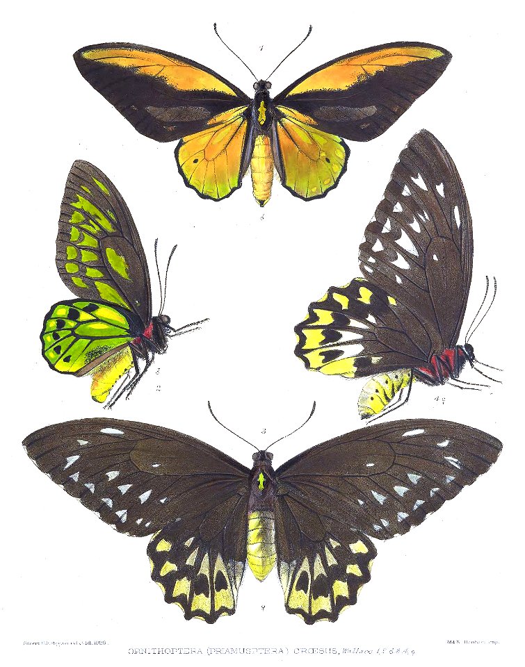 OrnithopteraCroesusRippon