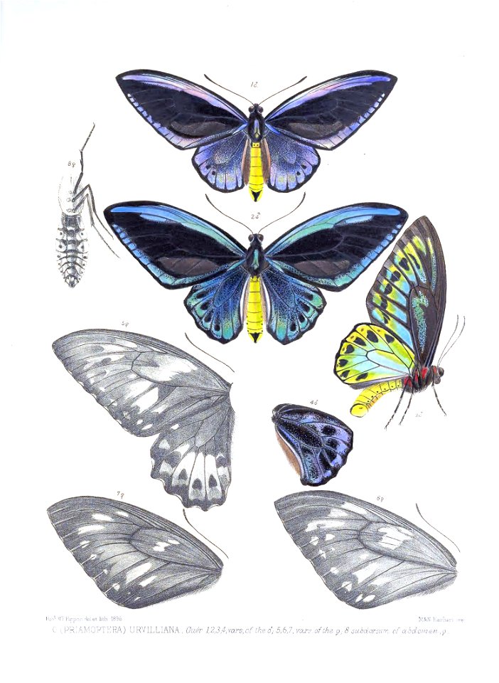 OrnithopteraUrvilliana3Rippon