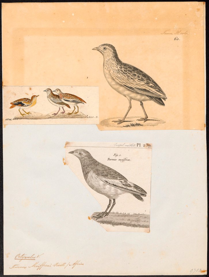 Ortyxelos meiffreni - 1700-1880 - Print - Iconographia Zoologica - Special Collections University of Amsterdam - UBA01 IZ17100181