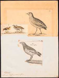 Ortyxelos meiffreni - 1700-1880 - Print - Iconographia Zoologica - Special Collections University of Amsterdam - UBA01 IZ17100181