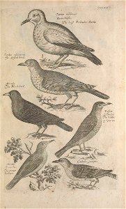 Ornithology tab 36