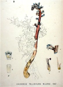Orobanche pallidiflora — Flora Batava — Volume v20