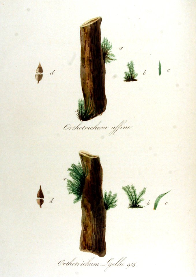 Orthotrichum affine — Flora Batava — Volume v12