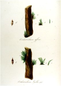 Orthotrichum affine — Flora Batava — Volume v12