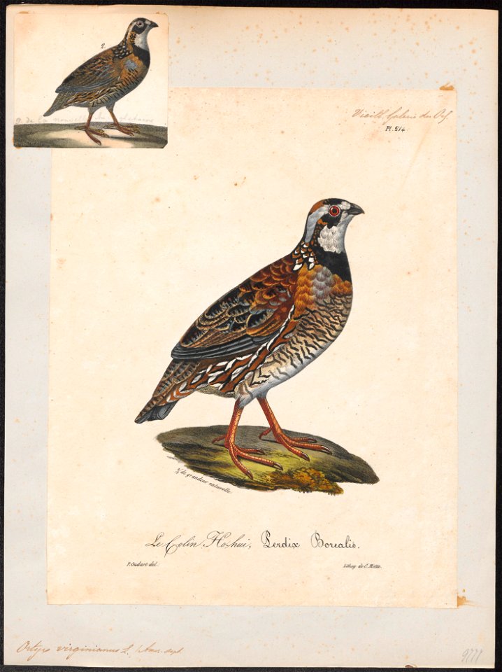 Ortix virginianus - 1825-1834 - Print - Iconographia Zoologica - Special Collections University of Amsterdam - UBA01 IZ17100219