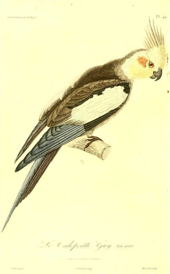 Nymphicus hollandicus 1831 (mâle)
