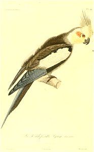 Nymphicus hollandicus 1831 (mâle)