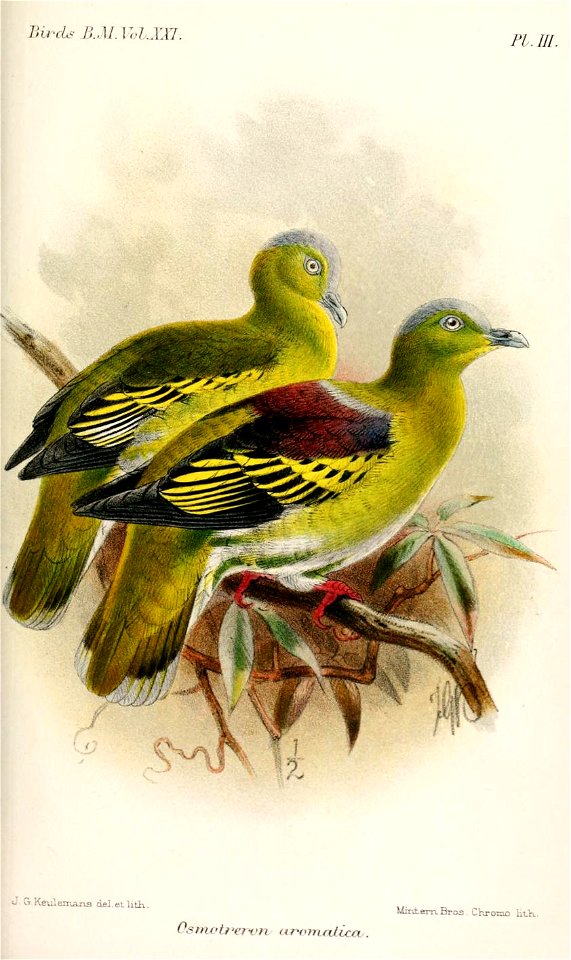 OsmotreronAromaticaKeulemans