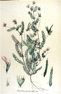 Ornithopus sativus — Flora Batava — Volume v15