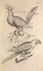 Ornithology tab 15