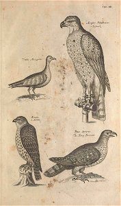 Ornithology tab 3