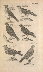 Ornithology tab 37