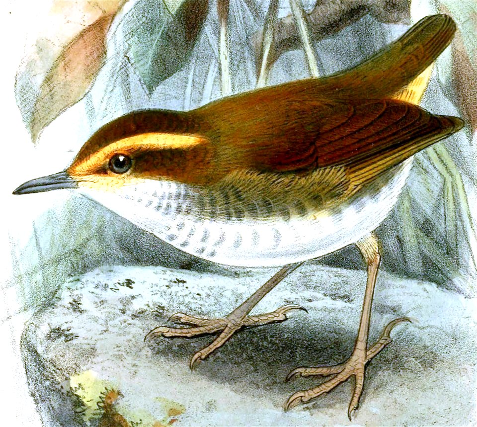 OrthnocichlaWhiteheadiKeulemans (cropped) 2