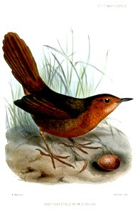 OrtygocichlaRubignosaSmit