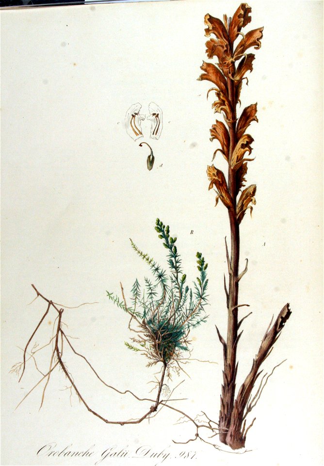Orobanche galii — Flora Batava — Volume v13