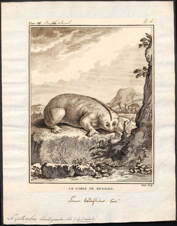 Nycticebus tardigradus - 1773-1807 - Print - Iconographia Zoologica - Special Collections University of Amsterdam - UBA01 IZ19700114