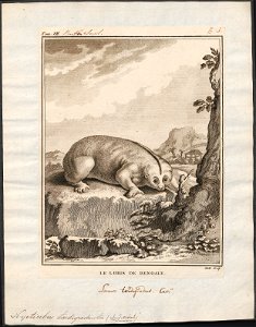Nycticebus tardigradus - 1773-1807 - Print - Iconographia Zoologica - Special Collections University of Amsterdam - UBA01 IZ19700114
