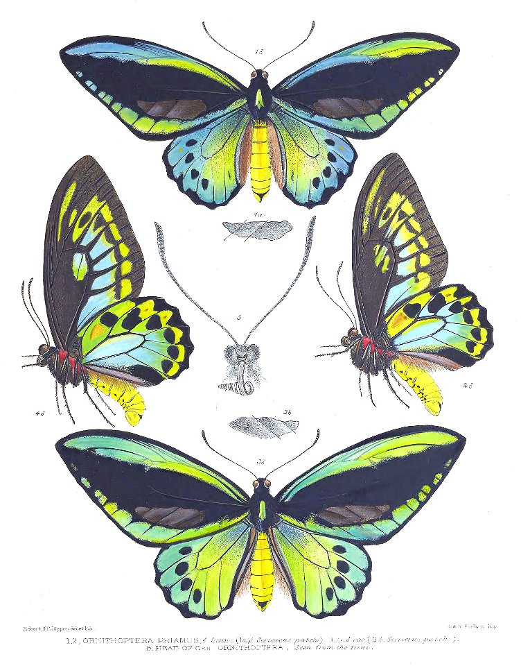 OrnithopteraPriamusRippon