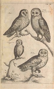 Ornithology tab 13