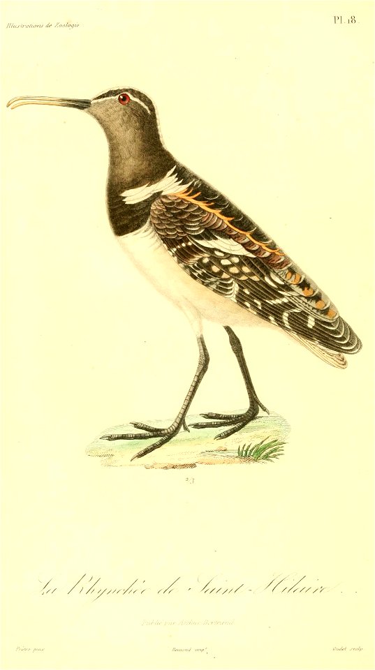 Nycticryphes semicollaris 1831