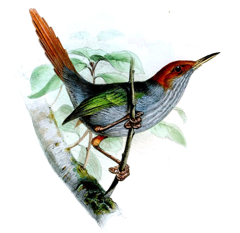 OrthotomusDerbianusWolf (cropped)
