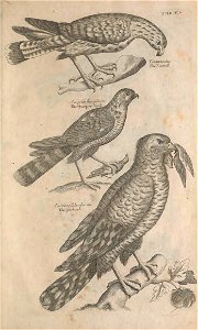 Ornithology tab 5