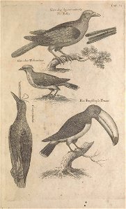Ornithology tab 20