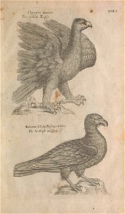 Ornithology tab 1